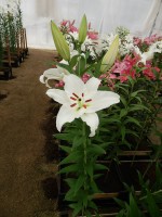 [4333 Meriva 2N VZ No01.JPG]